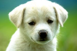 Măsuri speciale de protecţie a animalelor