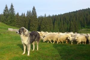Victima unui atac al ursului, un cioban a chemat în ajutor Poliţia