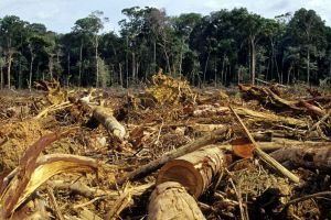 O firmă din Harghita cu afaceri în domeniul silvic pe teritoriul judeţului Arad este cercetată penal