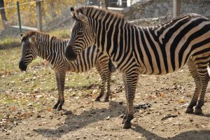 Struţii şi zebrele vor avea un adăpost nou la Grădina Zoologică Sibiu