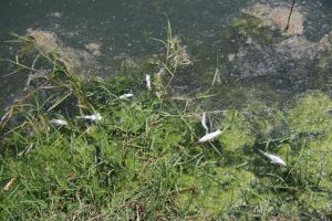 Peste o sută de kilograme de peşte mort, adunat de pe o porţiune de doi kilometri a râului ...