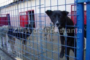 Noile padocuri interioare si exterioare pot gazdui 400 de animale: Adapostul pentru caini fara stapan al Primariei Constanta, functional pana la sfarsitul anului