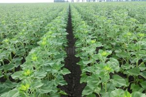 Culturile agricole din judeţ au un avans de 15-20 de zile din cauza căldurii