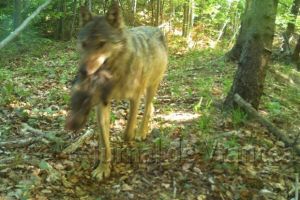Imagini şoc! Câini vagabonzi, ajunşi hrană pentru lupi!