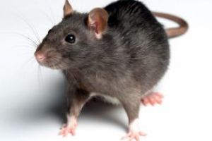 Parizienii vor putea semnala online prezenta sobolanilor in orasul lor