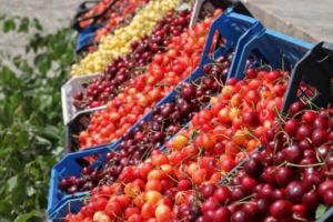 Festivalul Cireselor, la Banesti. Concerte Andreea Balan si Speak