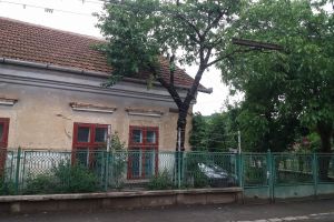 Brad: Cireş înfăşurat cu sârmă ghimpată şi ţăruşi de fier „de frica ţiganilor”