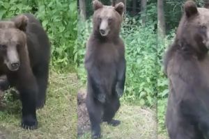 VIDEO FOTO – Un urs a stopat lucrările drumarilor pe Transfăgărăşan. La propriu!