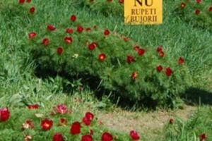 A fost furată cea mai frumosă tufă de bujori de stepă