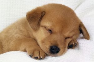 ADP susţine adopţia câinilor fără stăpân