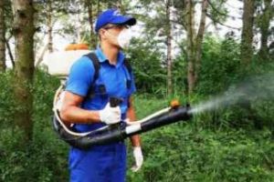 Coral Cluj face o acţiune de dezinsecţie pe domeniul public şi privat