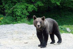 Imagini pline de teribilism: au filmat un urs la doi paşi distanţă, l-au provocat şi ursul s-a urcat pe maşină