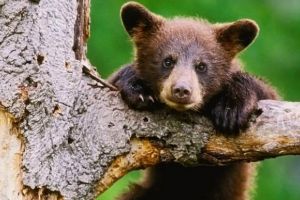 VIDEO: Ursuleţ jucăuş alături de mama sa şi urs care se hrăneşte, filmaţi în pădurile din Parcul Natural Apuseni