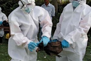 Un nou focar de gripă aviară la graniţele României