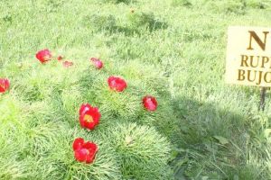 Rezervaţia de bujori de stepă de la Zau de Câmpie, vandalizată!