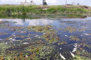 ABA Siret oferă prima ipoteză la mortalitatea piscicolă de pe Bistriţa