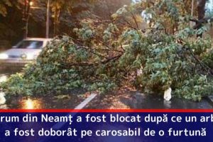 Un drum din Neamţ a fost blocat după ce un arbore a fost doborât pe carosabil de o furtună