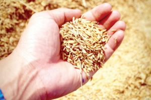 Cartelul achizitorilor de cereale se pregăteşte din nou să-şi ia prada! Care sunt ultimele preţuri?