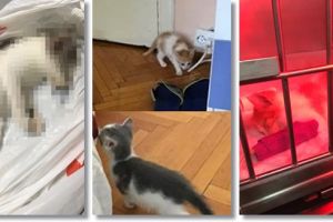 Tanar din Timisoara cercetat de politie dupa ce doua pisici adoptate de el au murit