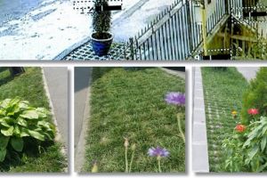 Timisoreni amendati pentru ca si-au facut spatiul verde din fata imobilului. Politia l-a vazut parcare