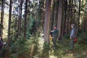 Agenţia de Dezvoltare Judeţeană Harghita, angajează silvicultor