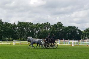 Spectacol hipic la Herghelia Beclean. Cei mai frumoşi cai, la CN de atelaje