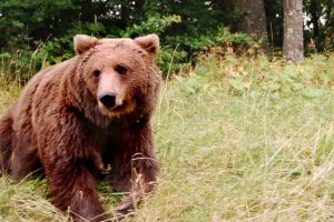 VIDEO Un urs din zona Bâlea s-a împrietenit cu drumarii. I-au găsit şi un nume