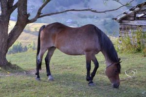 Cal lăsat nesupravegheat de proprietar, furat de pe păşunea comunei Șibot – Făptaşul a fost identificat şi este cercetat de poliţişti