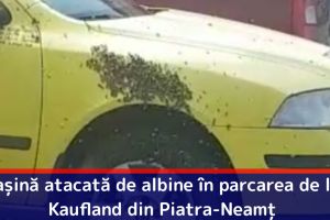 Maşină atacată de albine în parcarea de la Kaufland din Piatra-Neamţ