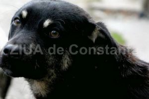 Politia Locala Constanta. Cainii fara stapan, ridicati de pe domeniul public