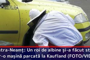 Piatra-Neamţ: Un roi de albine şi-a făcut stup dintr-o maşină parcată la Kaufland (FOTO/VIDEO)