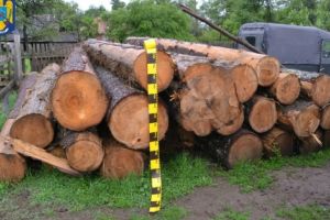 Politia Romana. Actiuni de prevenire si combatere a taierii ilegale a copacilor. Mii de controale doar in luna mai