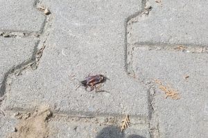 5 asociaţii de proprietari din Alba Iulia, sprijinite de consilierul local Mircea Trifu, cer primăriei demararea acţiunilor de dezinsecţie şi deratizare a domeniului public