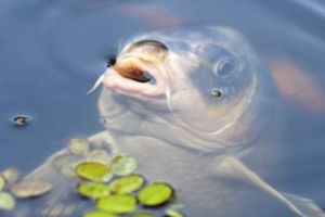 Un grup de români face RAVAGII în Marea Britanie. Se laudă zgomotos că pescuiesc ILEGAL în iazurile britanice 