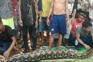 VIDEO ŞOCANT! O femeie de 54 de ani a fost  înghiţită de un PITON GIGANT. FOTO în articol