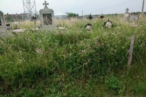 Morţii cu morţii: Drumul între DN 79 şi cimitirul din Nojorid, presărat cu buruieni înalte de 2 metri! (FOTO)