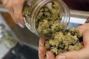 Oare este ok să-i dai unui copil epileptic CANABIS? Ministerul de Interne din Marea Britanie crede că DA