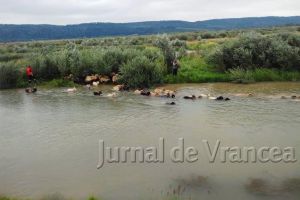 Cioban cu 200 de oi, în pericol sa fie luat de apele Siretului