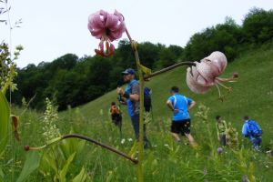 Călimanii, în floare. Crinii de pădure şi bulbucii de munte fac drumeţiile şi mai frumoase (FOTO)