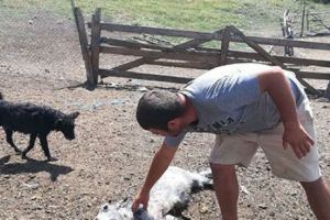 Vaslui. MĂCEL făcut de o HAITĂ de MAIDANEZI. Păţania ÎNGROZITOARE a unui cioban 