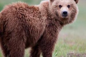 Operaţiune de salvare atipică în Harghita. Ursoaică eliberată de jandarmi dintr-un tomberon