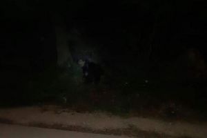 O ursoaică rămasă captivă, eliberată cu ajutorul jandarmilor