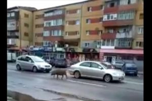 VIDEO: Ghiţă, ”vedeta” oraşului, surprins din nou la plimbare, printre maşini. Albaiulienii sunt cu ochii pe el şi pe autorităţile care ar trebui să rezolve situaţia