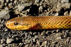 Întâmplare ȘOCANTĂ în judeţul Ialomiţa. O femeie a fost muşcată de un şarpe veninos