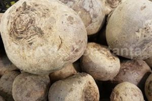 Sfecla rosie are efecte benefice in cazul problemelor digestive