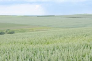 Fermierii vasluieni, invitaţi în Uniunea Naţională a Cooperativelor Agricole