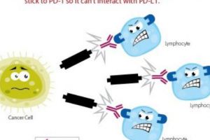 Leacul pentru CANCER este cunoscut din 1970. El se numeşte IMUNOTERAPIE