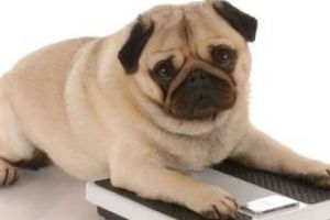 Cainii supraponderali au un comportament similar oamenilor care sufera de obezitate 