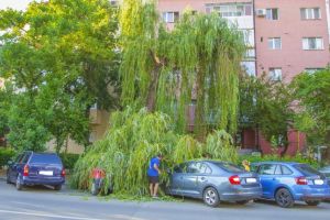 Masini avariate de un copac ce s-a prabusit peste ele, la Timisoara