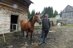 Ursul a omorât un mânz şi a rănit o iapă, în curtea unui gospodar din Cinod